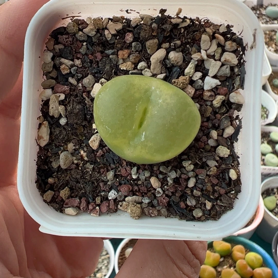 058欧泡1798.78带盆土发货