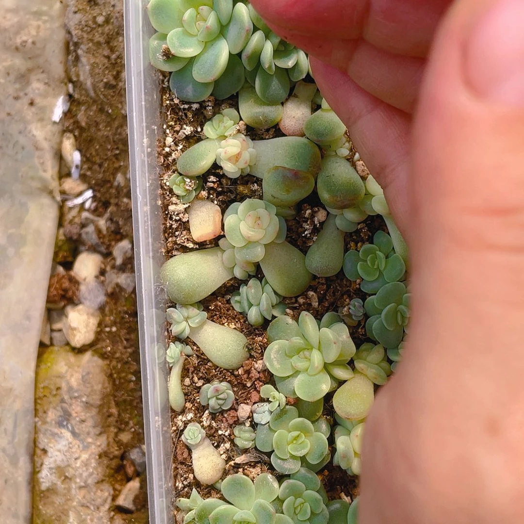 蜜糖甜心芝麻中苗新一个满25包邮
