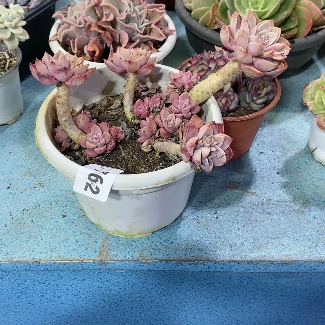 新****②762红粉佳人多肉