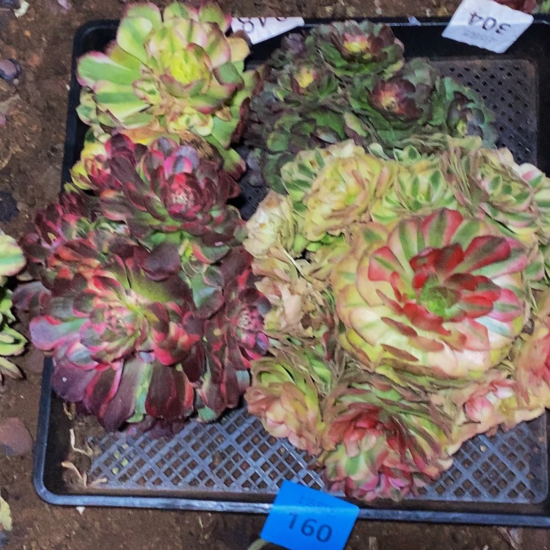 上古园艺多肉植物160