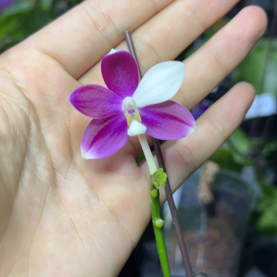 完全开放l029三寸ys1215