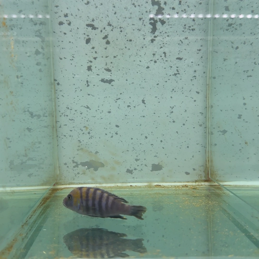 慈鲷涵*418号金背阿夫拉