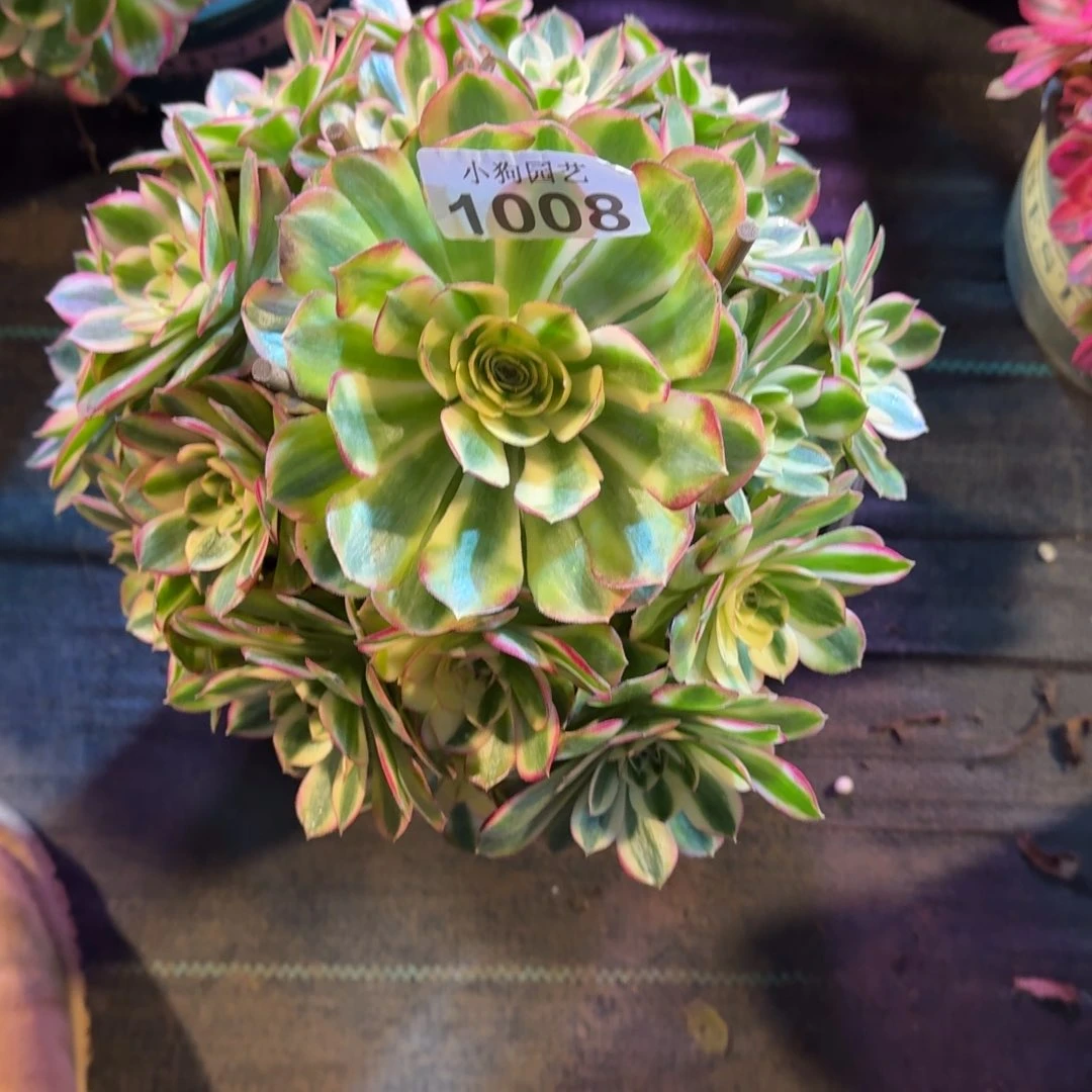 ✨**?万白多肉植物1008