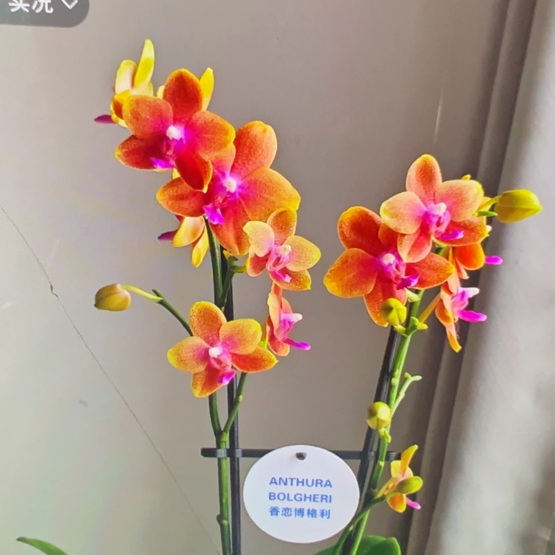 当前无花栽培后可以开花带剑香恋博格丽3寸大苗凑单发货