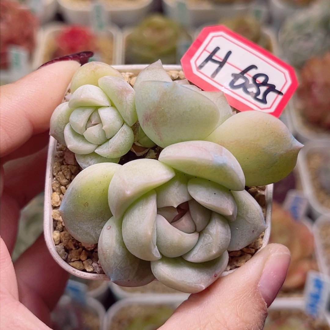 H685一物一拍 雪球珍妮