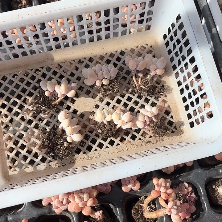 一**子cnzzbvzdjgf044