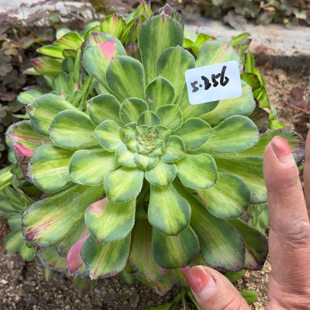 256知否多肉植物