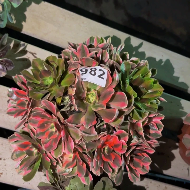 982女妖多肉植物不售后