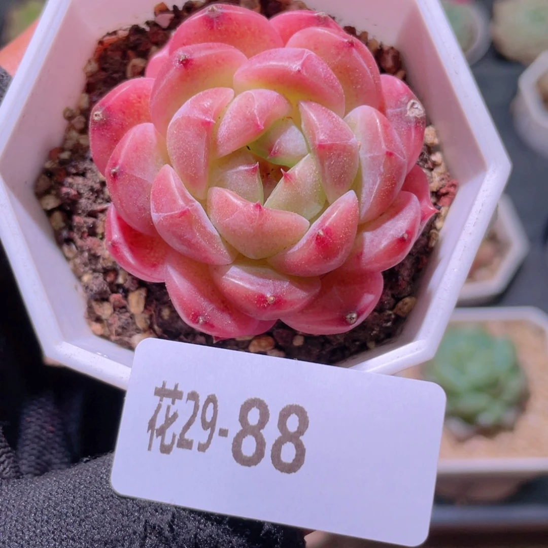 花利美29-88精选糖心