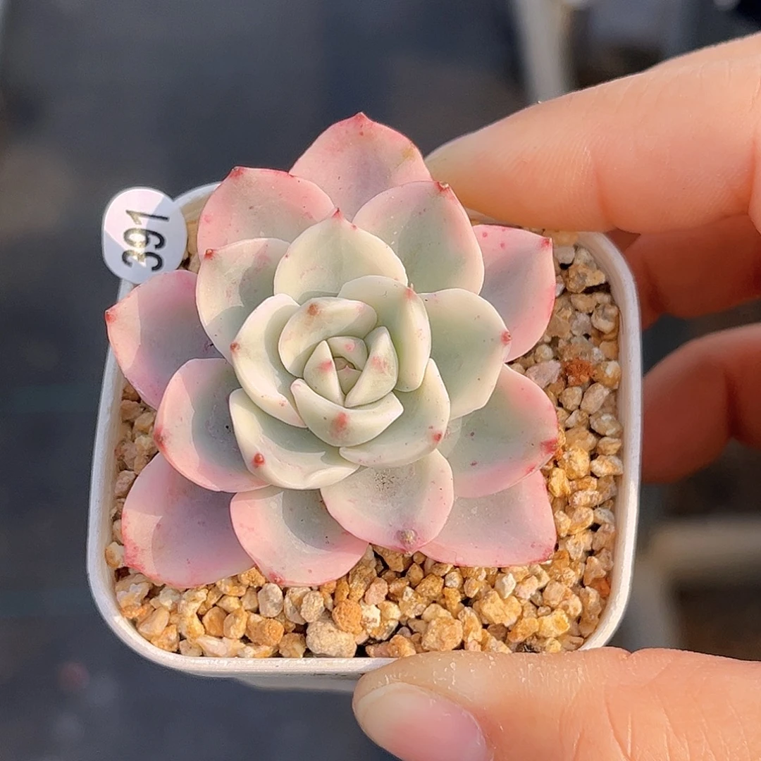 391  黄桃锦 满18包邮