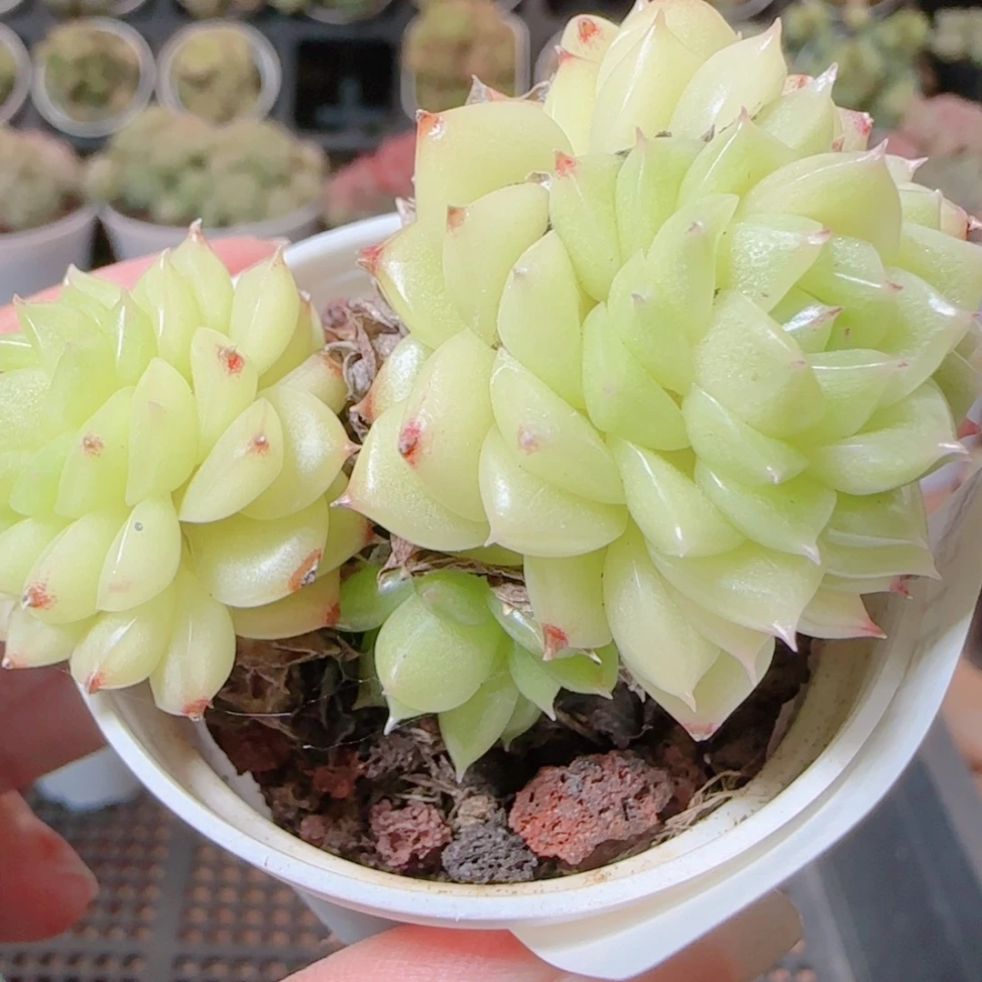 花语逸镜1115-102散