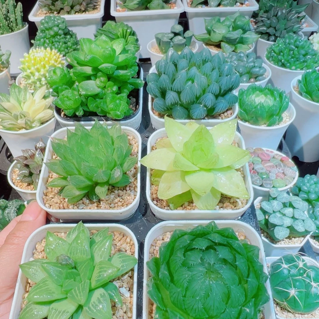 玉露六件套多肉多肉