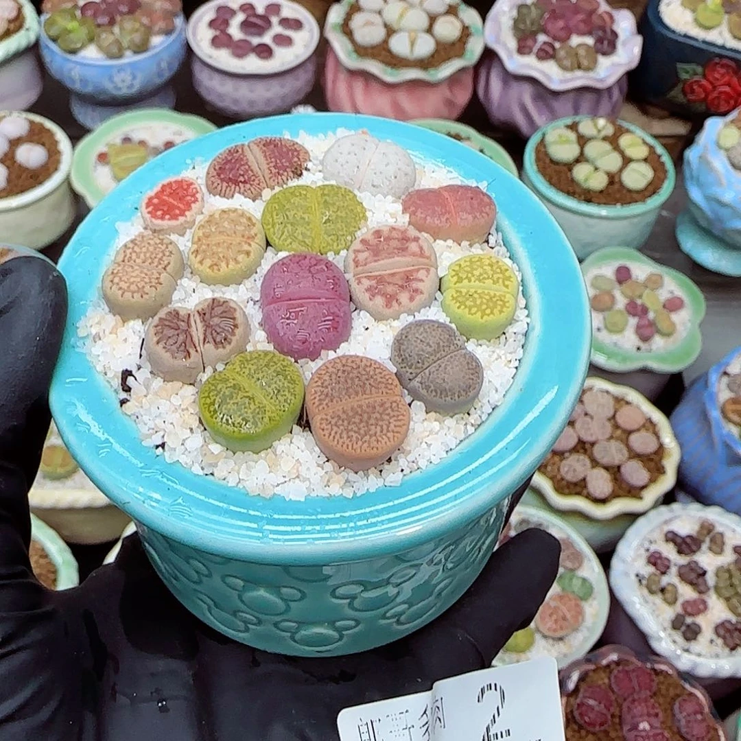 生石花满18包邮1108-2开播福利