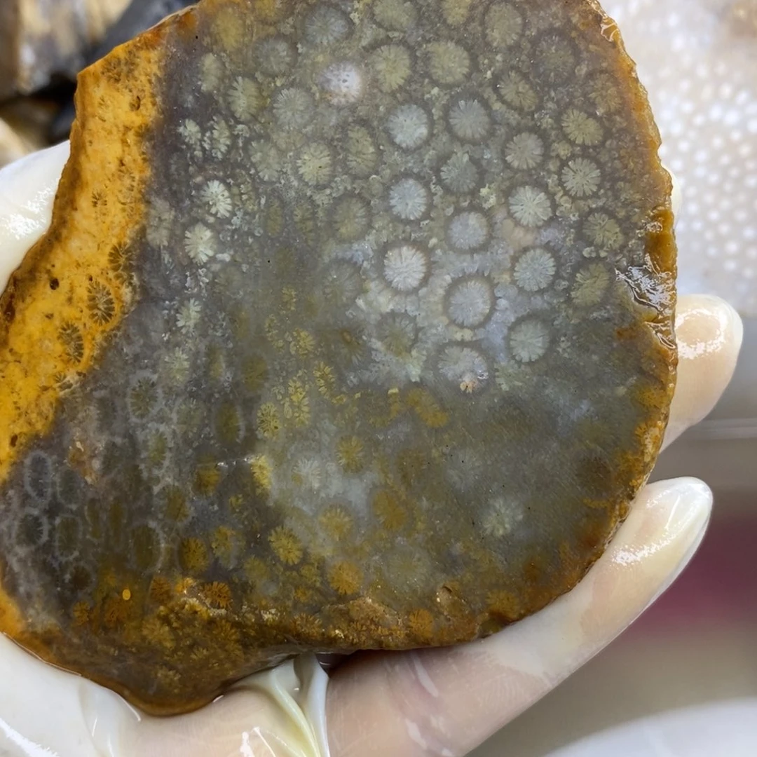 【闪购商品】硅化玉颈饰未镶嵌