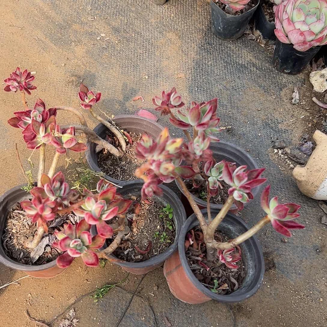 多肉植物多肉植物