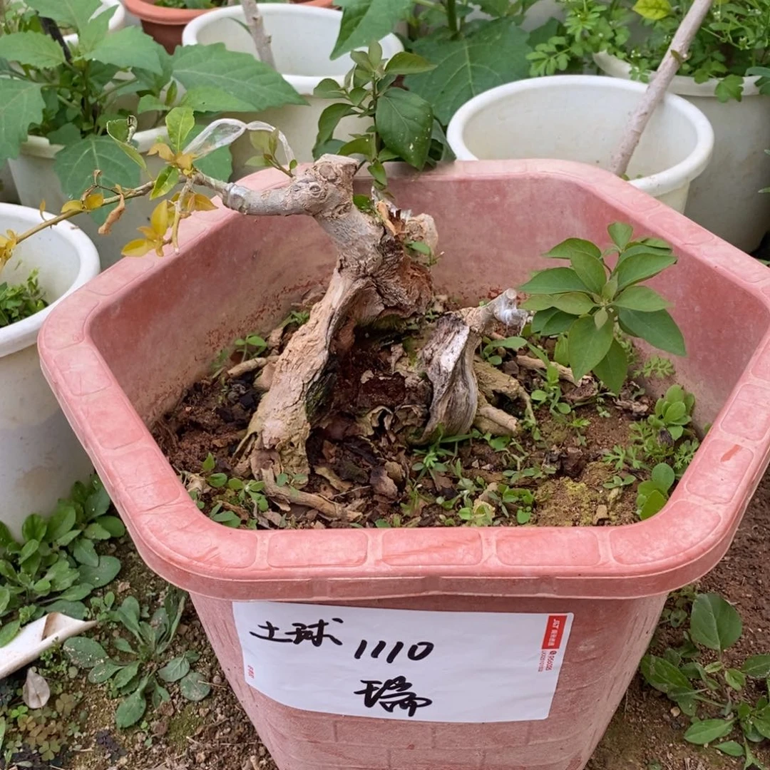 无花朵运输过程中掉花掉叶属于正常现象
