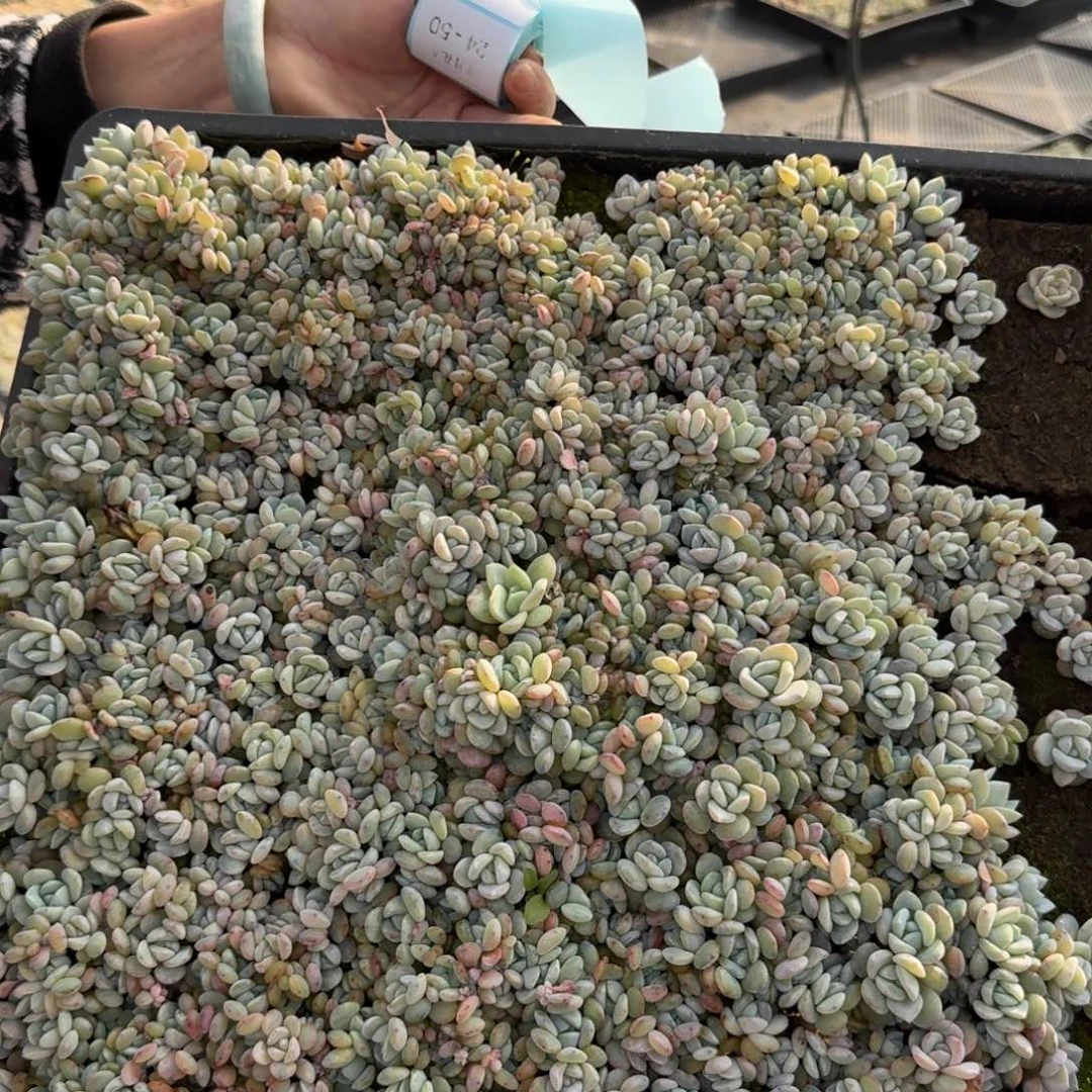 奶盖切糕一筐24-48