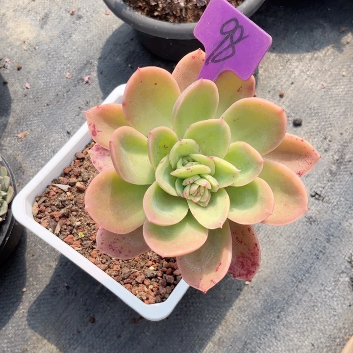 晨语多肉一物一拍98