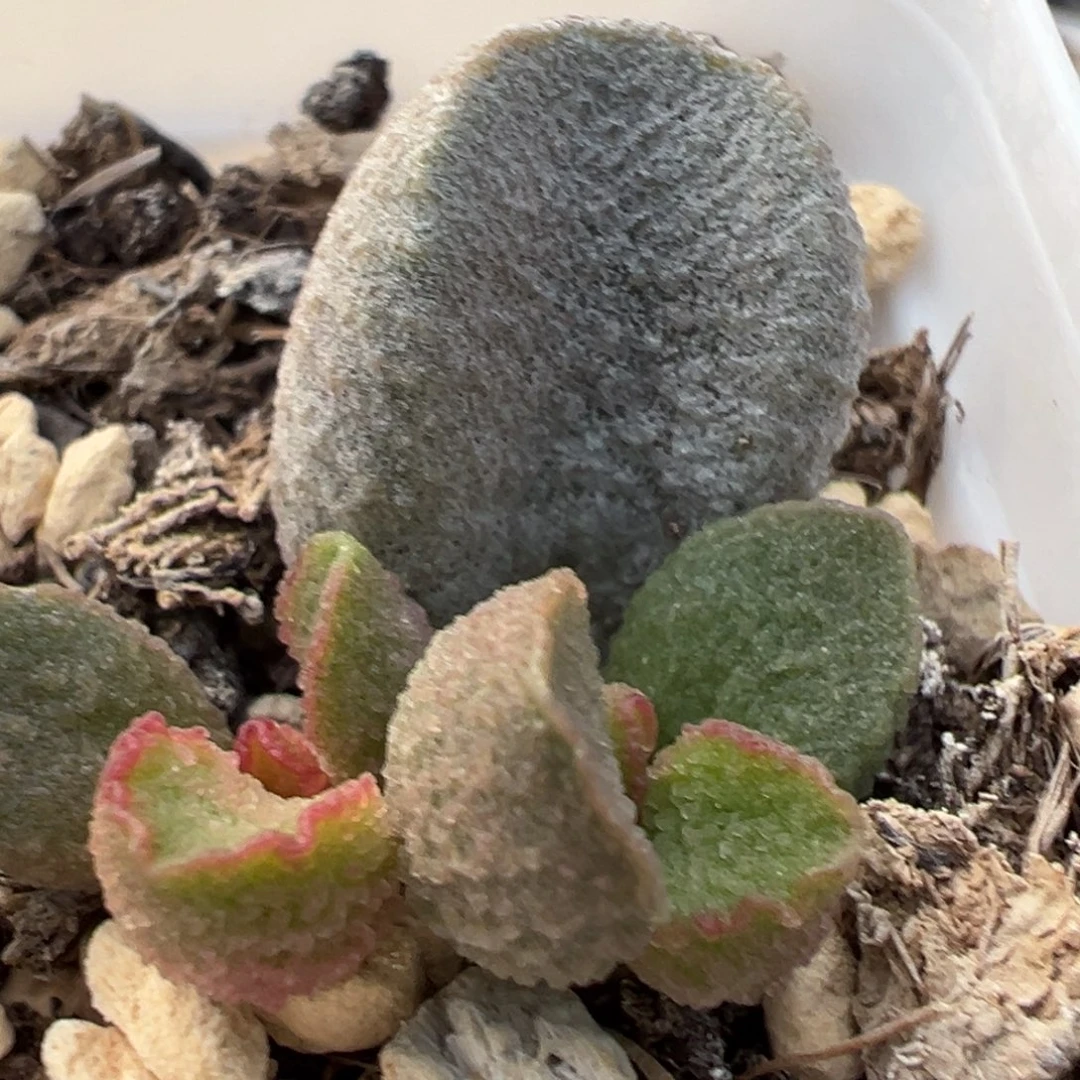 实生新品大苗多肉植物水泡