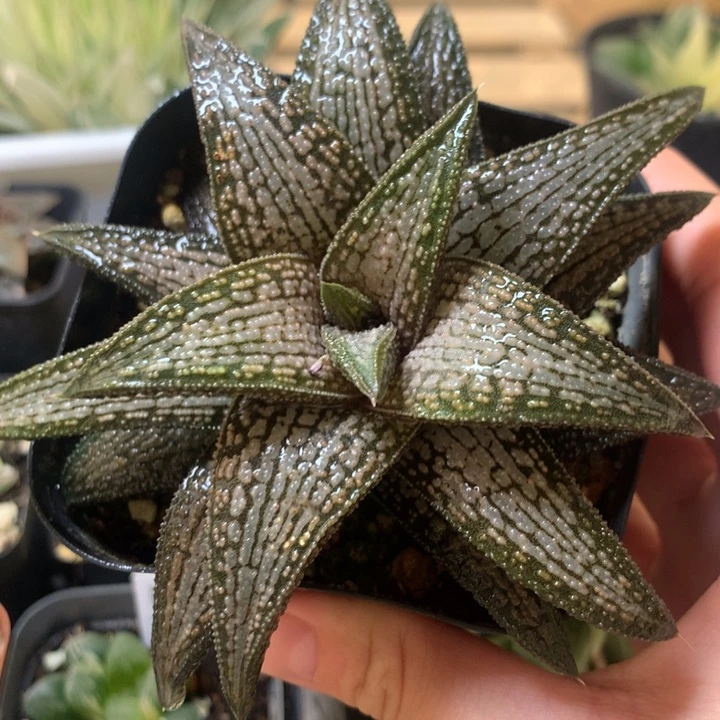 银带桥一物一拍脱土发