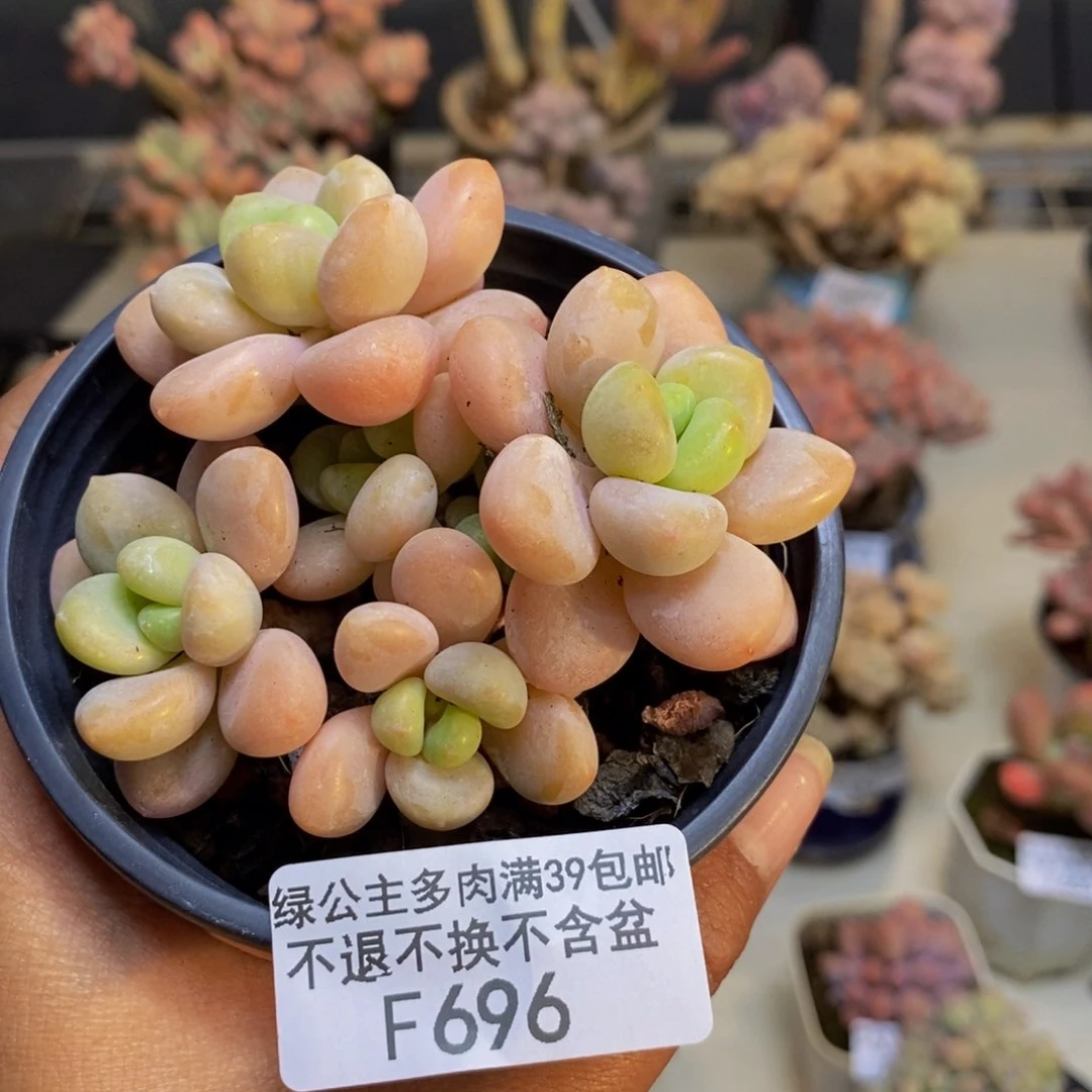 696橘子香水多肉9cm