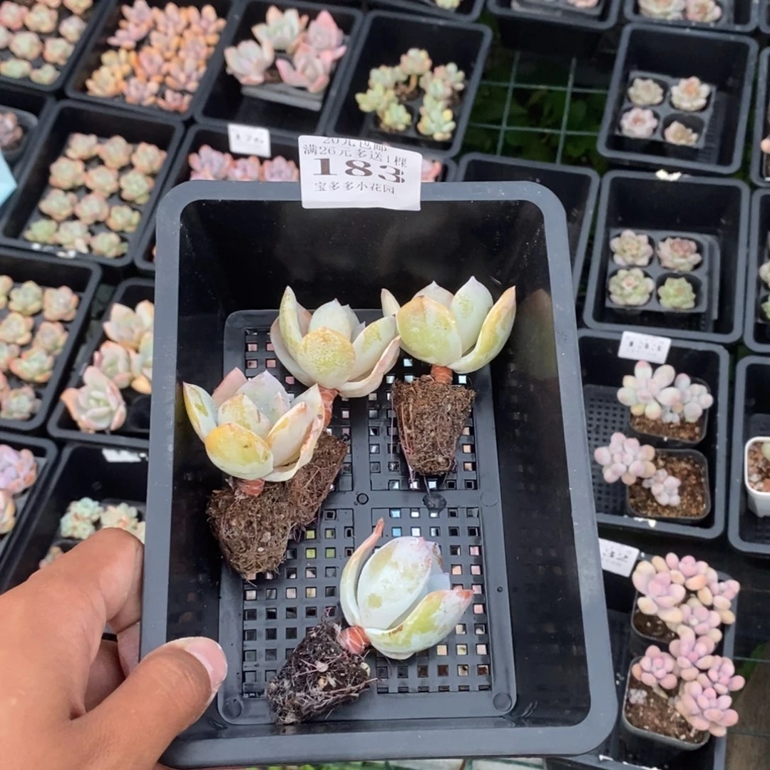 甜****183号到手一筐一物一拍