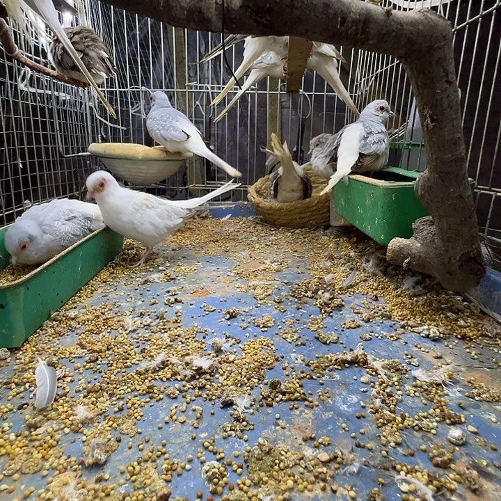 魔术鸽白色种母两只