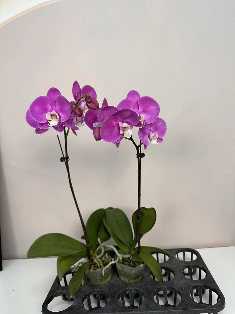 精品蝴蝶兰【素心】鲜花盆栽好养活多样性发货