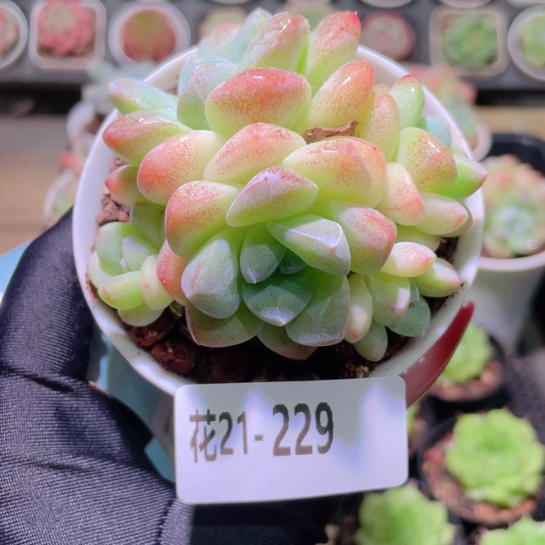 花利美21-229冰玉