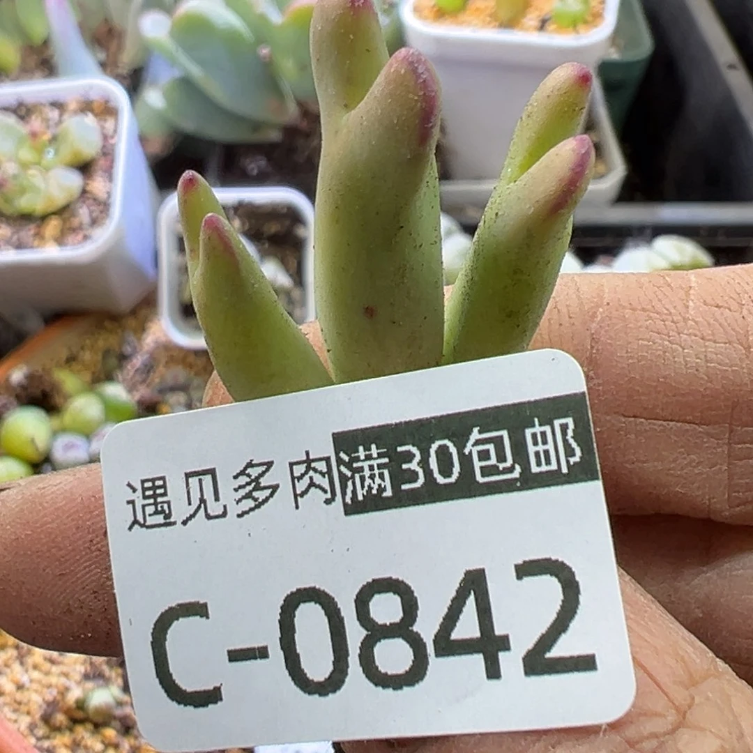 多肉植物1111111111111111