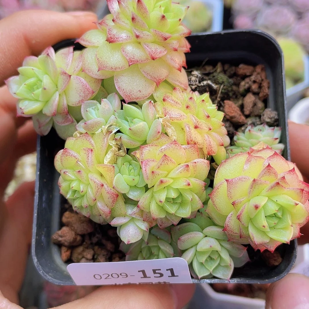 00000000000151量拍