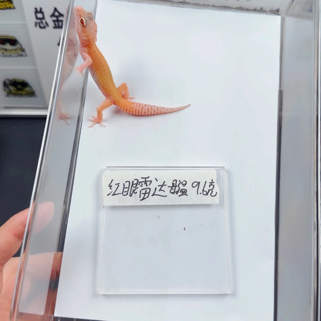 豹纹守宫红眼雷达母温