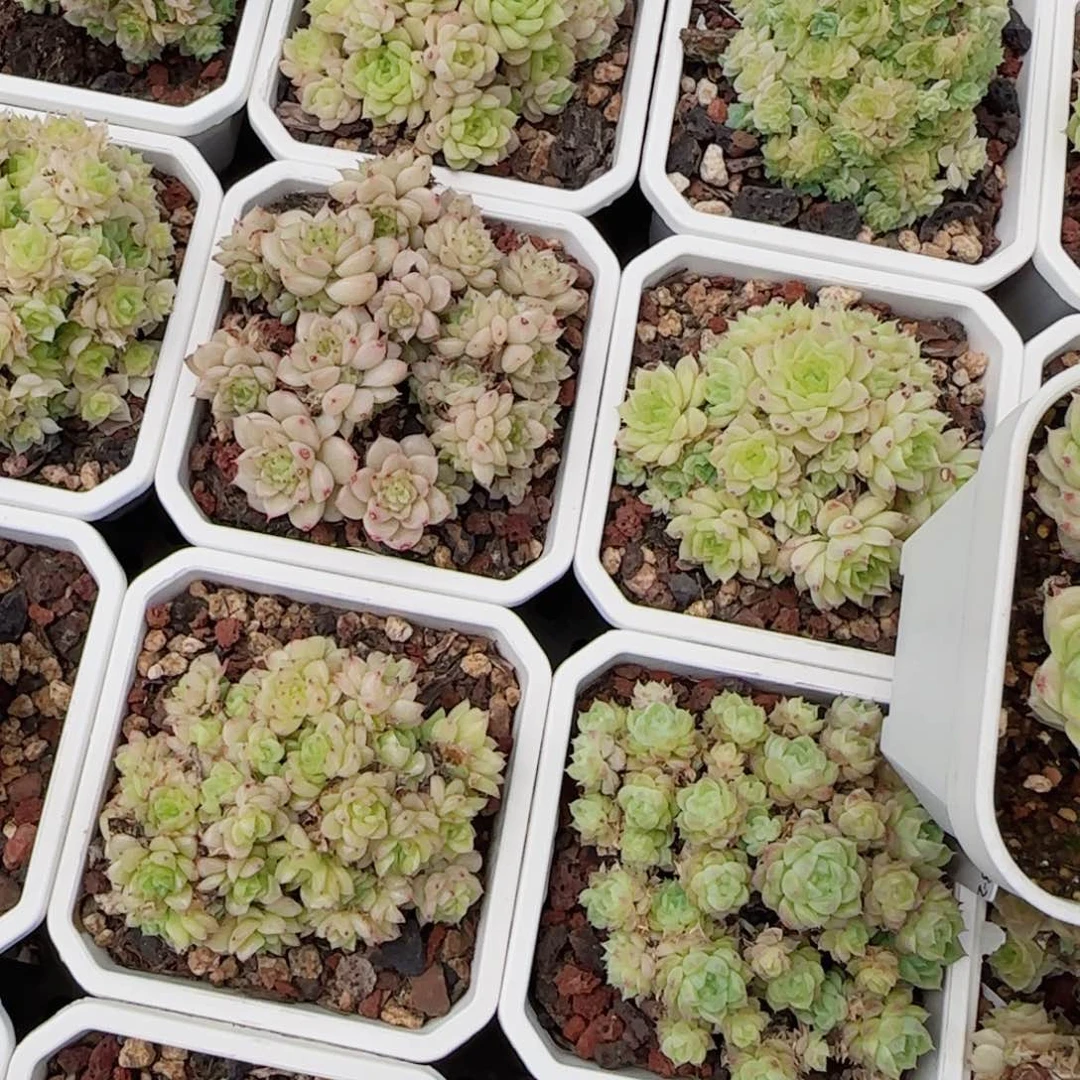 ๑**?花语逸镜0607-111四个