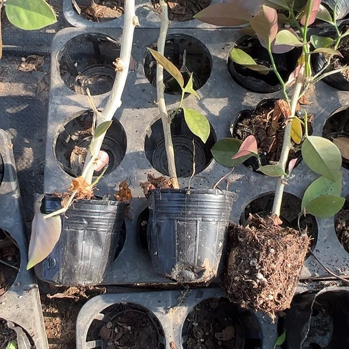 25公分左右叶仙练手小苗带盆7颗