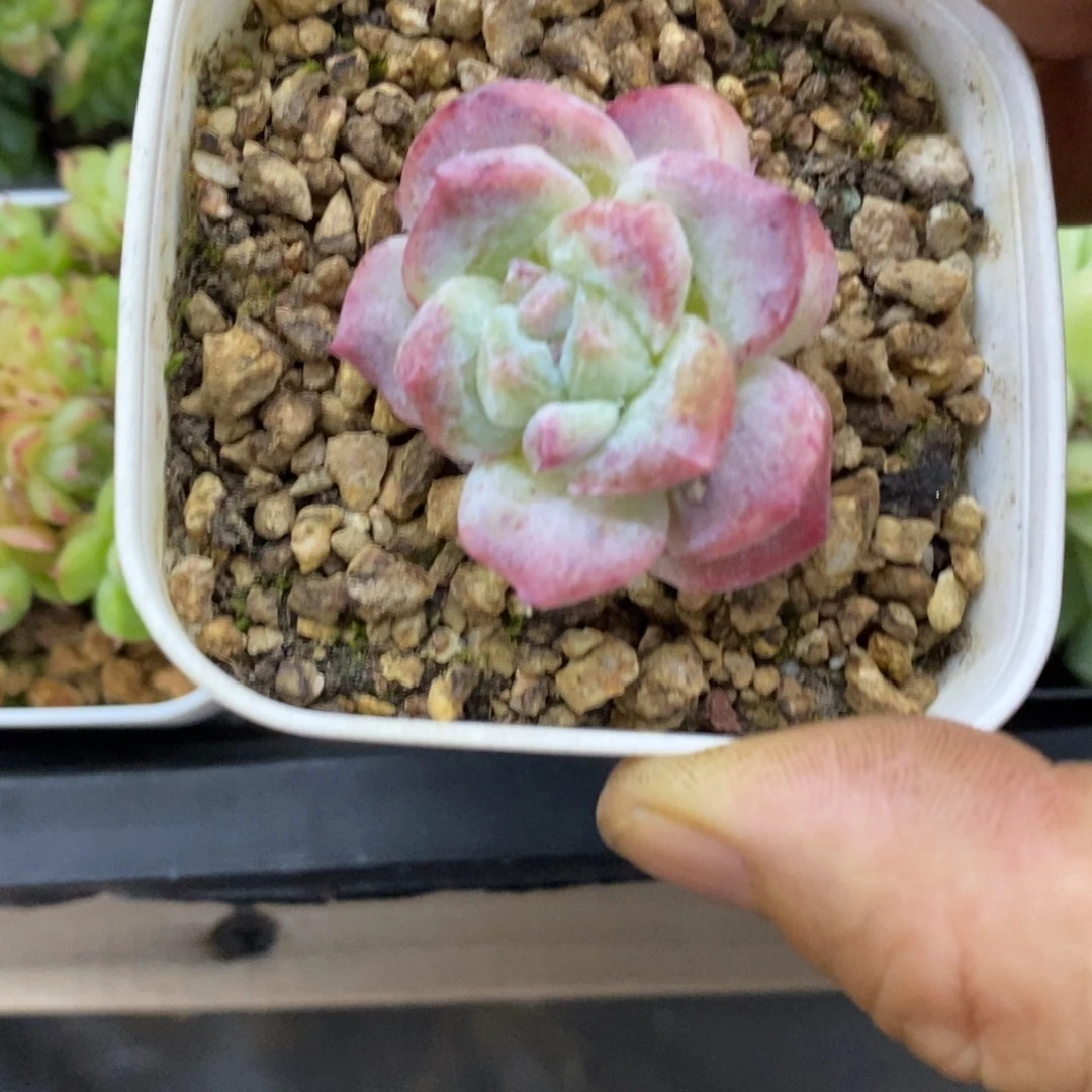 精品多肉一物一拍不包整106