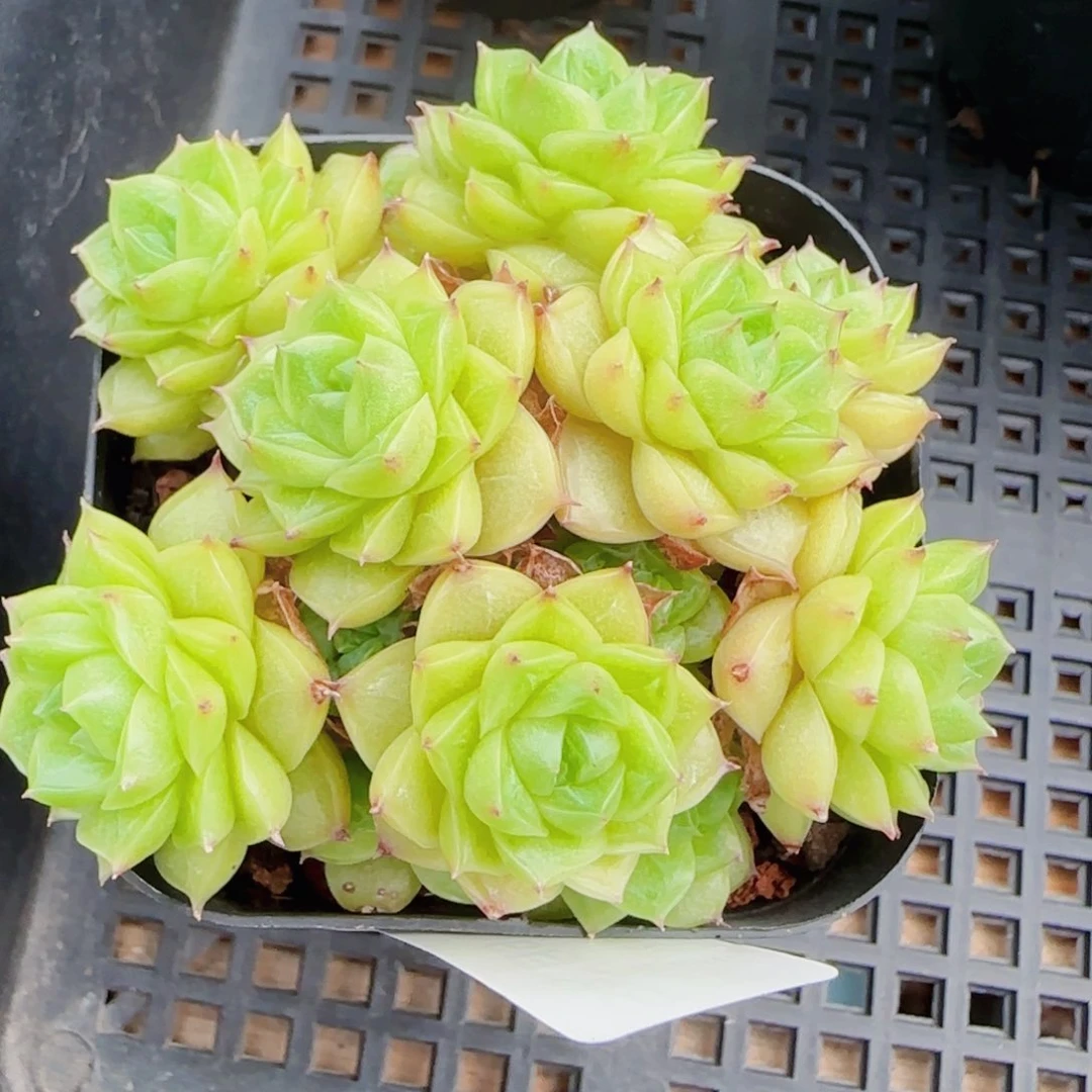 ๑****花语逸镜0624-36散