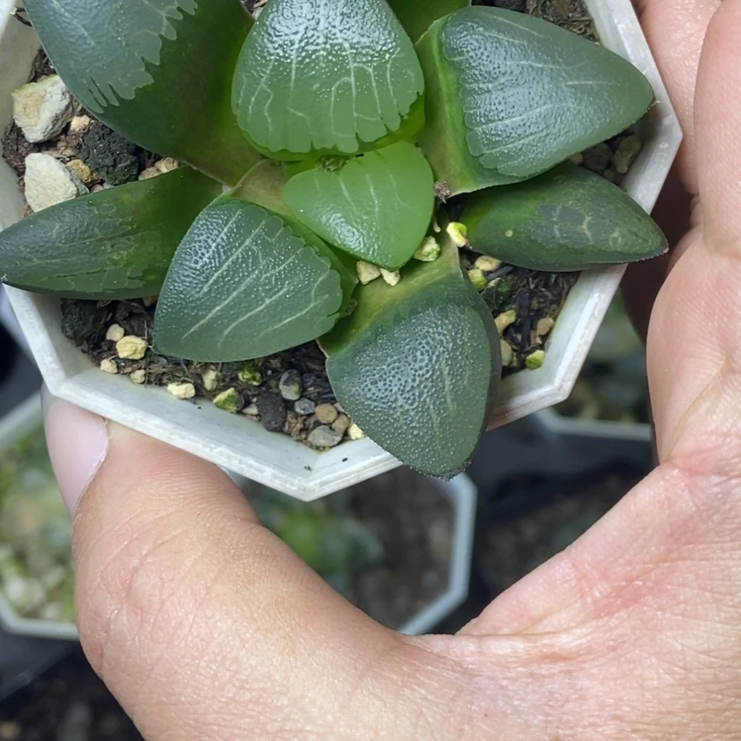 爱心丘比特一物一拍