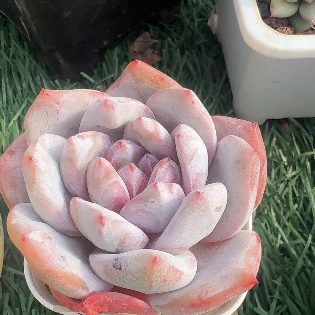 1653 卉开精品多肉