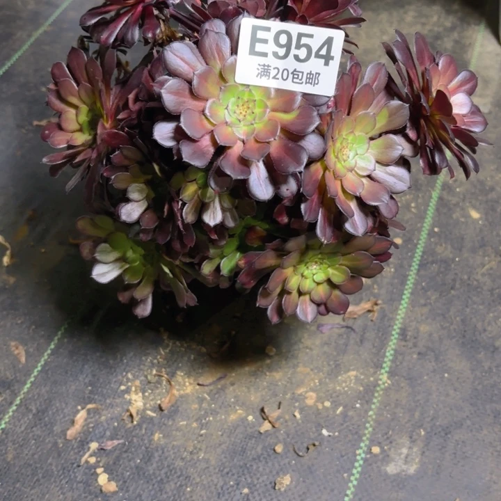 瑞妈一物一拍954