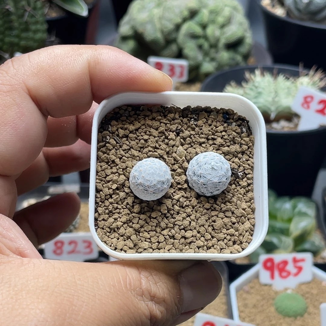 实生2颗大玉小白鸟仙人球