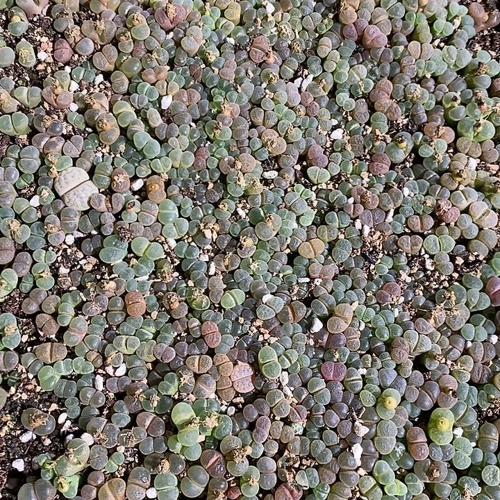 31333。  一筐编号混风铃。