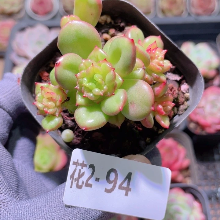 花利美 2-94苹果花