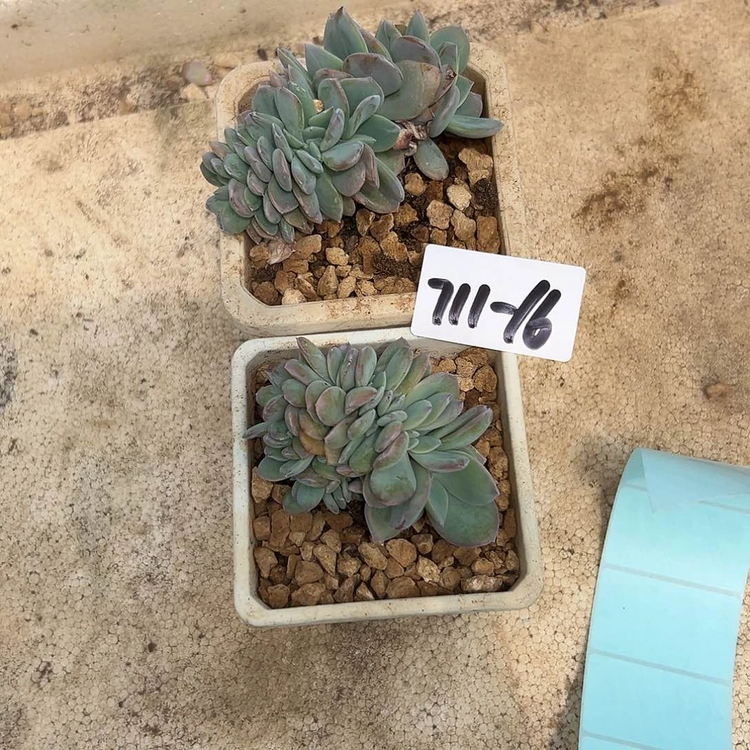 L***g711-16白凤缀组合2颗