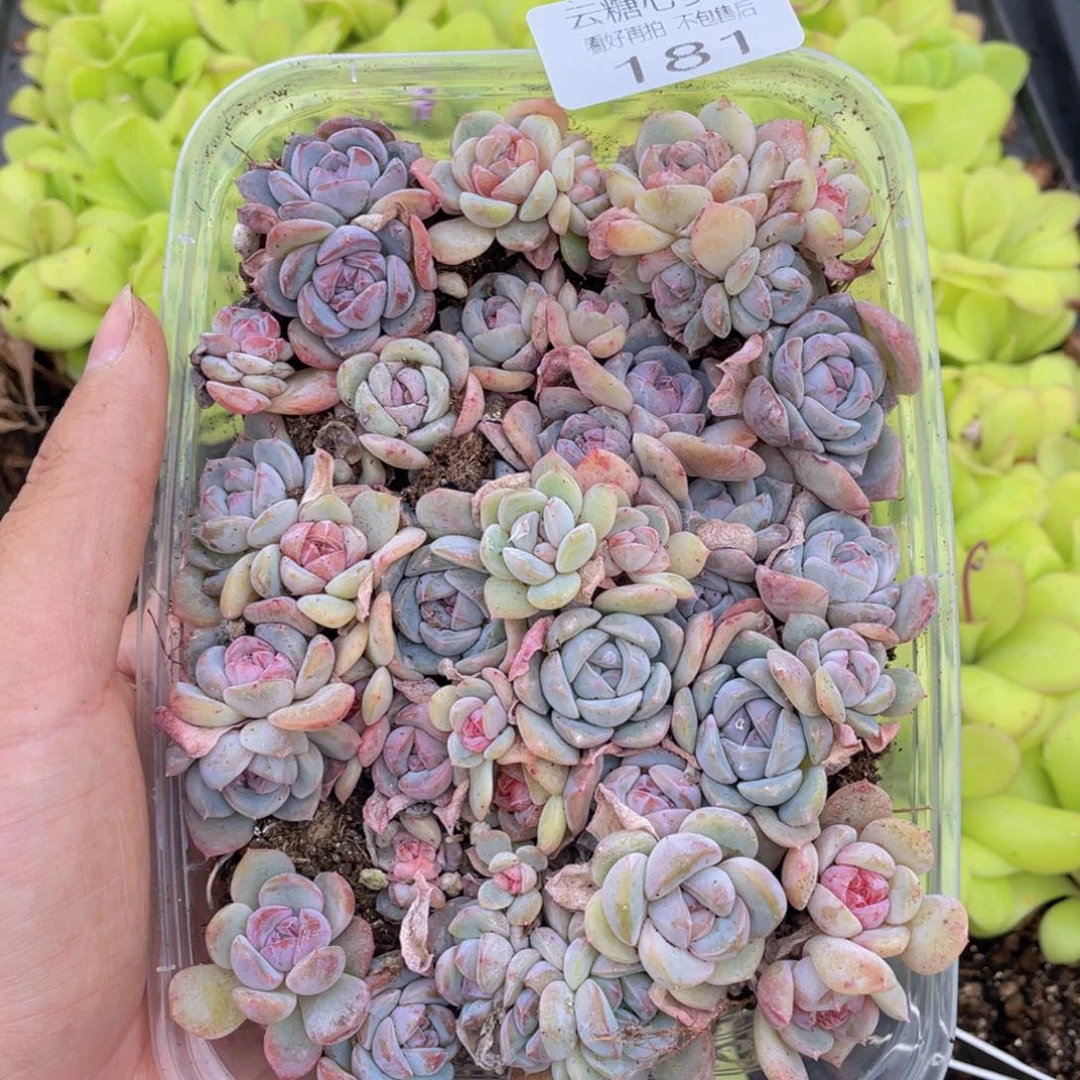 云糖心多肉植物181