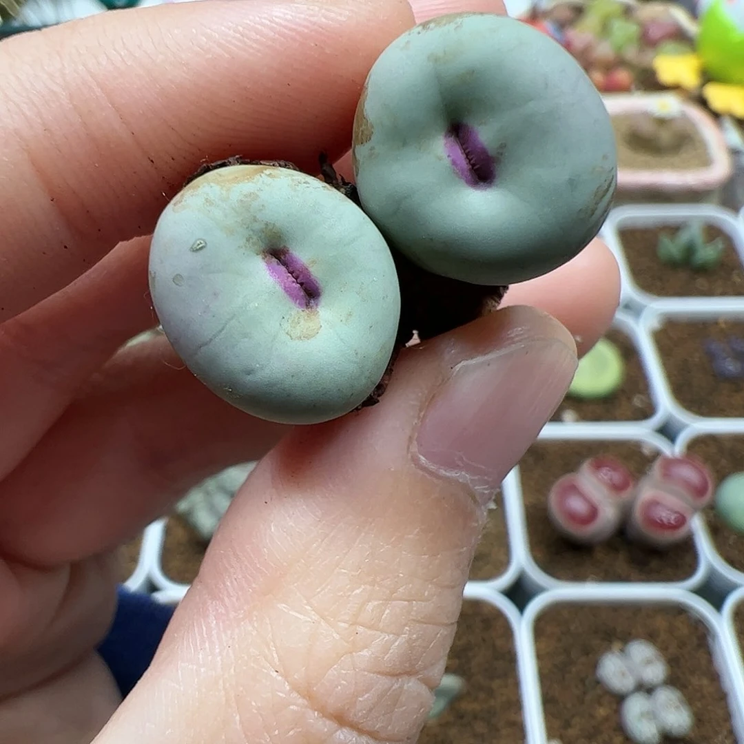 【闪购商品】179 红嘴