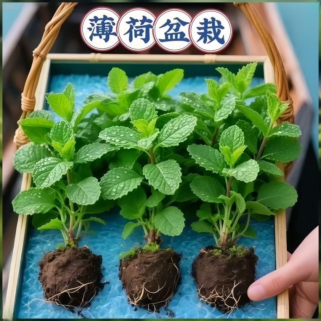 可食用正宗薄荷苗盆栽好养驱蚊驱虫庭院土培懒人绿植薄荷室内水培