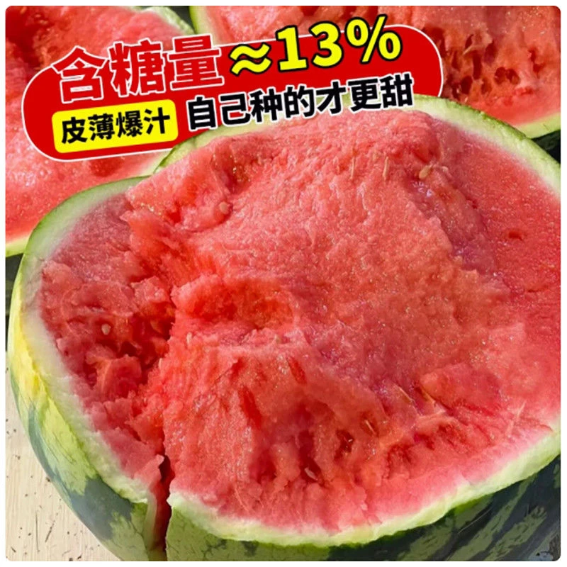 西瓜苗早熟美都8424麒麟瓜盆栽地载四季露天种苗