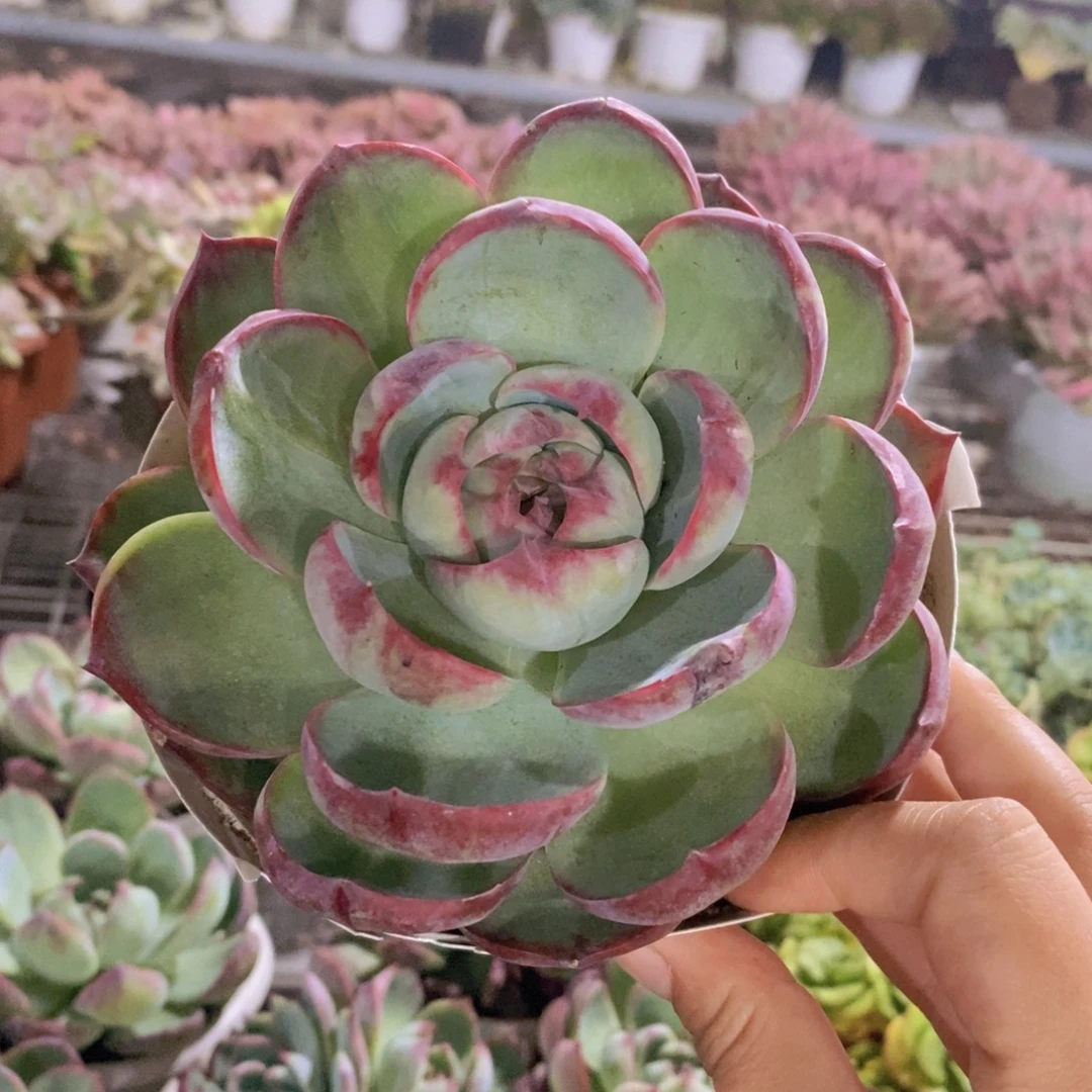 惊鸿仙子大单头老桩