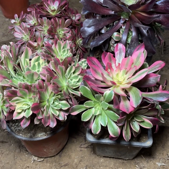 夏***尘多肉植物法师4颗30