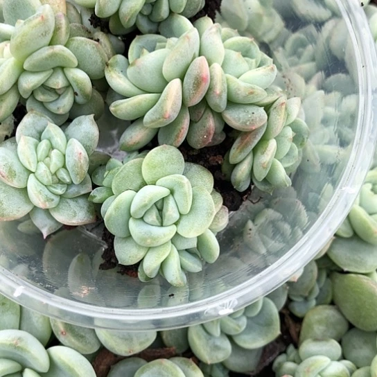 012甜心混搭饭盒小勿晒